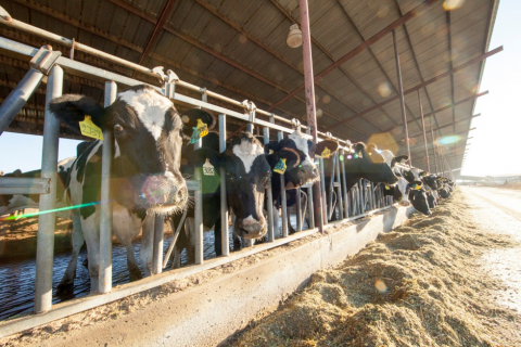 cows